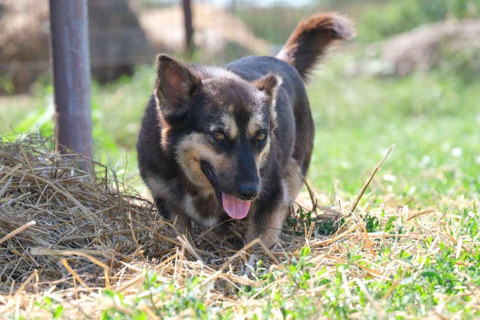 Собаки в Москве: Бакс Мальчик, Бесплатно - фото 4