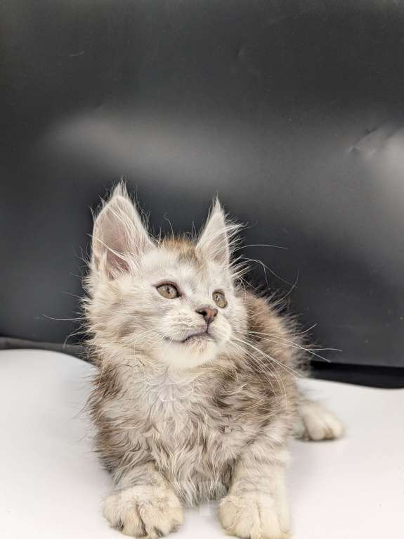 Кошки в Москве: Мейнкун  Мальчик, 70 000 руб. - фото 4