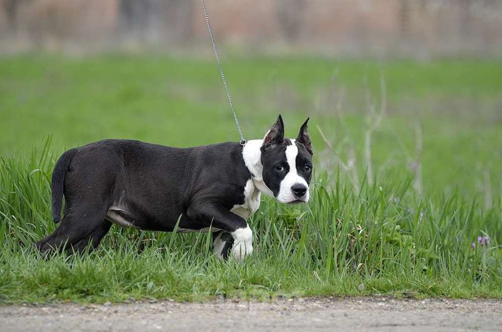 Собаки в Краснодаре: Девочка амстаффа с документами РКФ Девочка, 50 000 руб. - фото 9