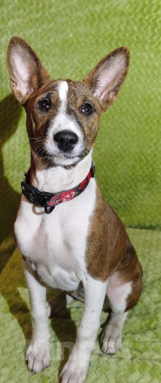 Собаки в Электроуглях: Продажа щенков басенджи Девочка, 40 000 руб. - фото 3