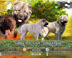 Собаки в Самаре: Кавказская овчарка щенок, РКФ Мальчик, 5 000 руб. - фото 2