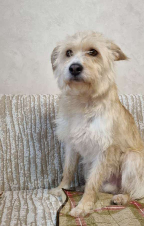 Собаки в Москве: Солнечный пес Мальчик, Бесплатно - фото 4