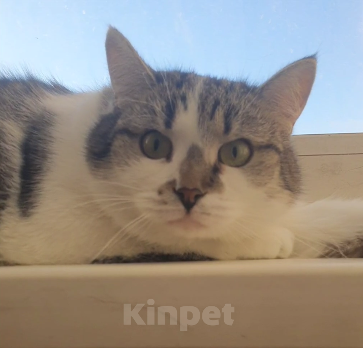 Кошки в Москве: Мэри — кошка с большим сердцем Девочка, Бесплатно - фото 1