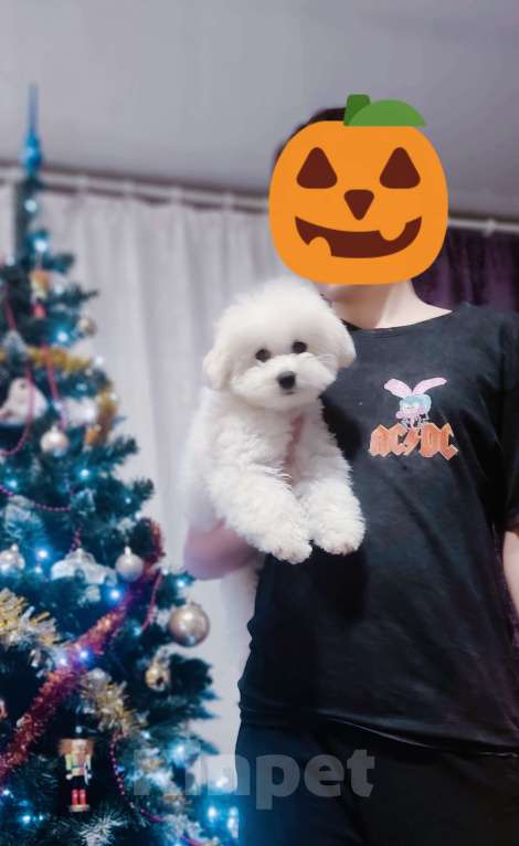 Собаки в Москве: Бишон фризе Мальчик, Бесплатно - фото 2