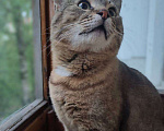 Кошки в Москве: Кот Вася ищет дом Мальчик, Бесплатно - фото 5