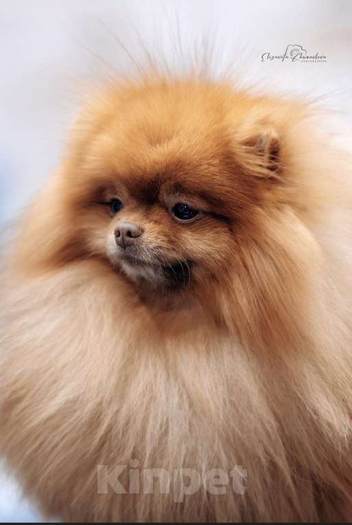 Собаки в Екатеринбурге: Вязка померанского шпица Мальчик, Бесплатно - фото 1