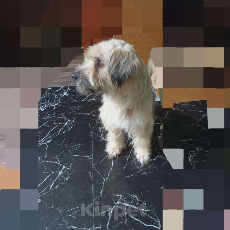 Собаки в Санкт-Петербурге: Собачка в добрые руки  Девочка, Бесплатно - фото 2