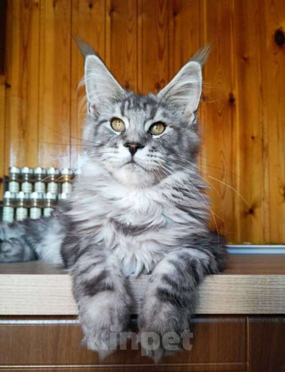 Кошки в Москве: Котенок породы мейн-кун  Мальчик, 90 000 руб. - фото 4