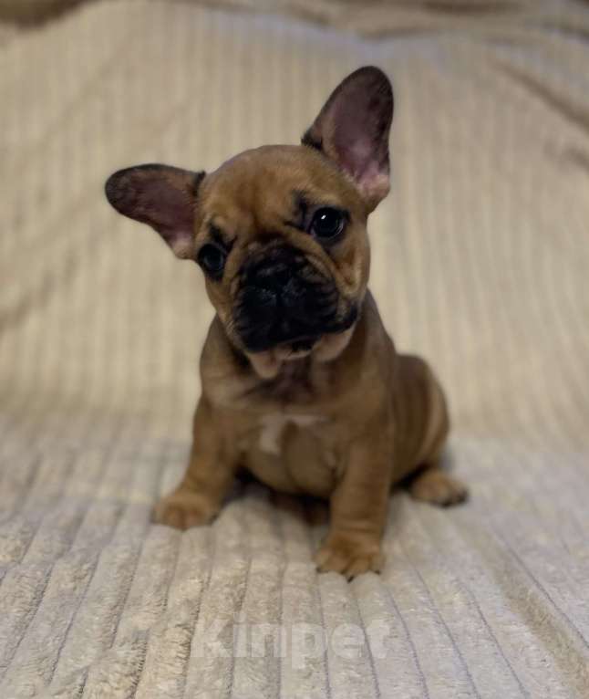 Собаки в Санкт-Петербурге: Шикарная девочка французского бульдога  Девочка, 40 000 руб. - фото 8