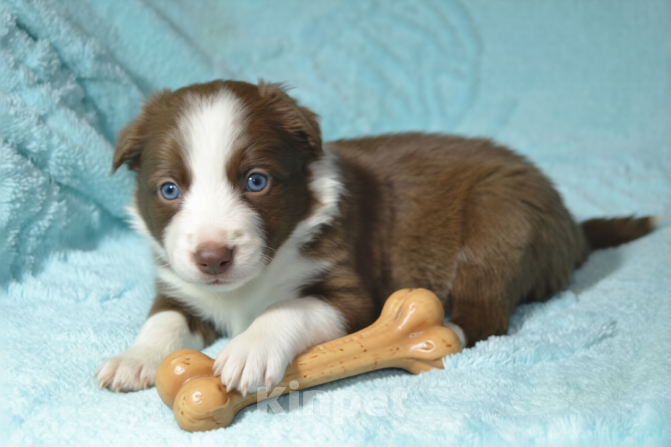 Собаки в Москве: Бордер колли милая девочка Девочка, 120 000 руб. - фото 2