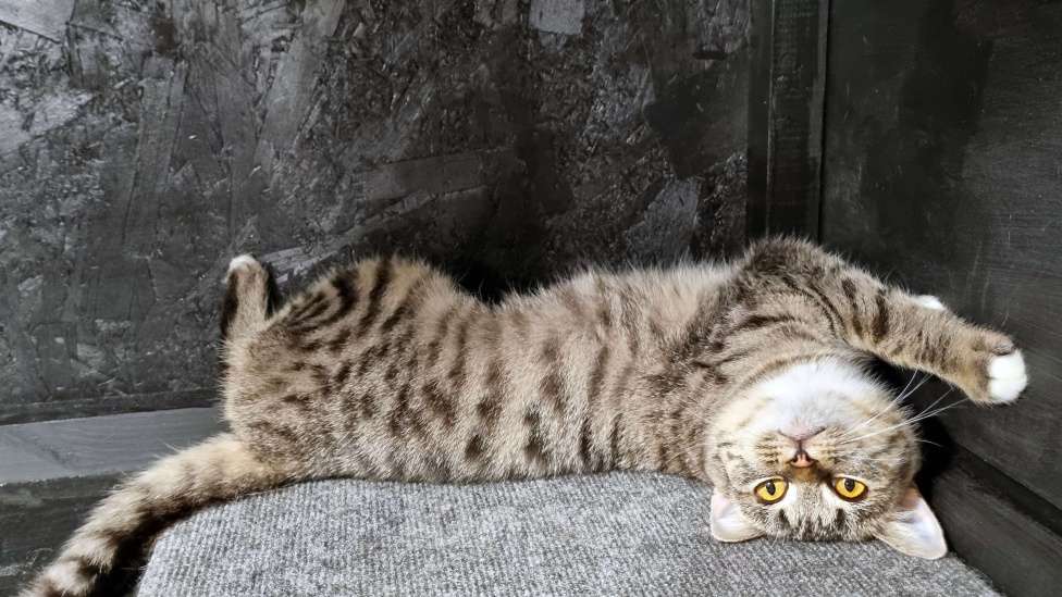 Кошки в Ставрополе: Коша в добрые руки. Девочка, Бесплатно - фото 6