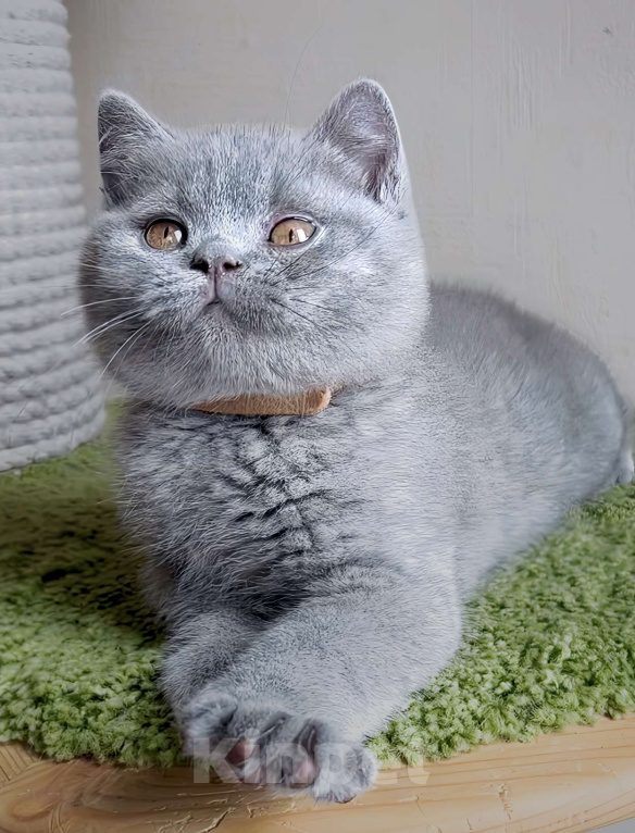 Кошки в Москве: Британские к/ш котята  Мальчик, Бесплатно - фото 7