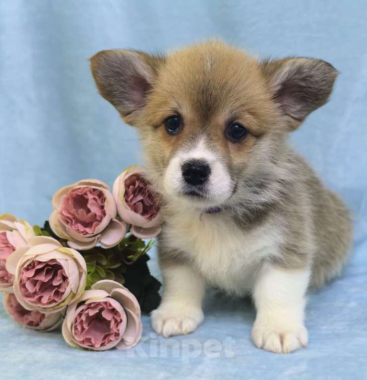 Собаки в Москве: Девочка вельш корги пемброк Куцехвостая Девочка, 60 000 руб. - фото 5