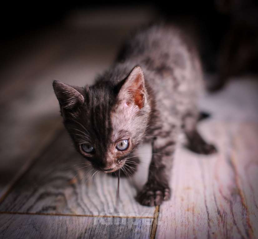 Кошки в Москве: Бенгальские котята Девочка, 55 000 руб. - фото 6