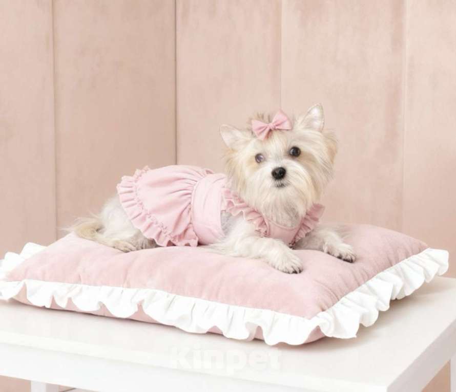 Собаки в Москве: Белый йорк с голубыми глазами девочка Девочка, 130 000 руб. - фото 1