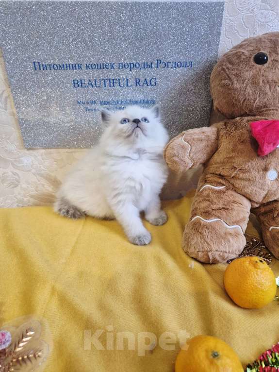 Кошки в Москве: Девочка Рэгдолл Девочка, 95 000 руб. - фото 4