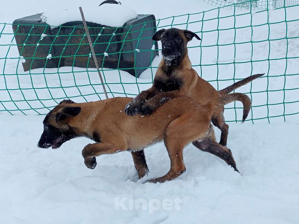 Собаки в Пятигорске: Бельгийская овчарка Малинуа Разнополые, 20 000 руб. - фото 5