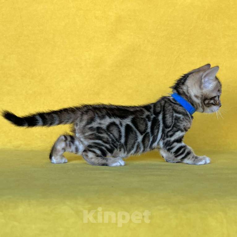 Кошки в Москве: Бенгальский котёнок с документами  Мальчик, 80 000 руб. - фото 4