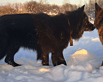 Собаки в Москве: Красотка.. Немка Девочка, 65 000 руб. - фото 5
