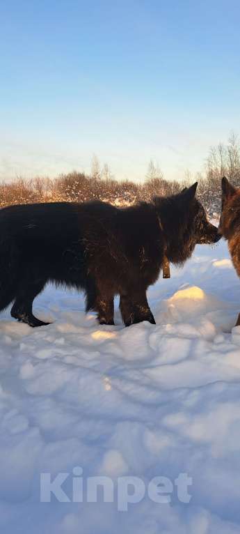Собаки в Москве: Красотка.. Немка Девочка, 65 000 руб. - фото 5