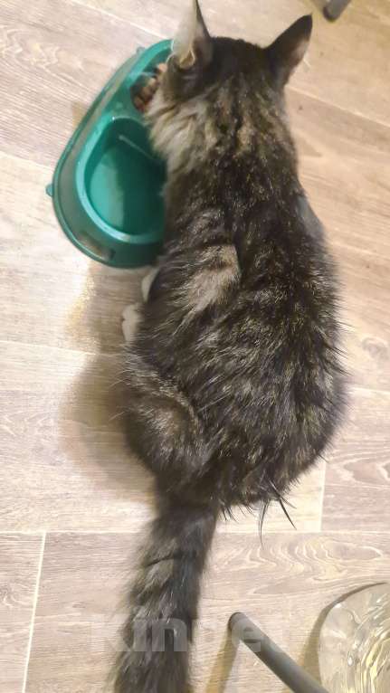 Кошки в Самаре: Найден кот Мальчик, Бесплатно - фото 2