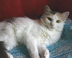 Кошки в Москве: Кошка Сара, 1 год, стерилизована, привита. Девочка, Бесплатно - фото 3