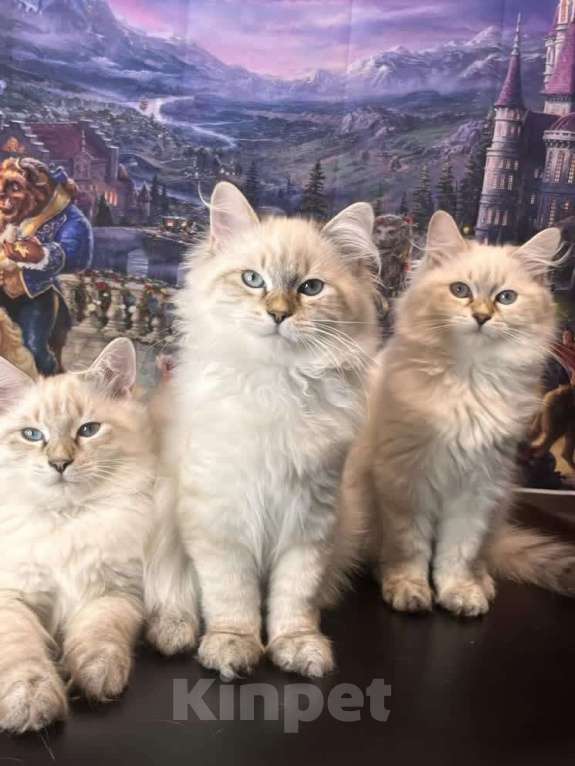 Кошки в Москве: Невский маскарадный котенок  Мальчик, 40 000 руб. - фото 1