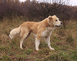 Собаки в Видном: Старк, 5 лет, алабай/ретривер Мальчик, Бесплатно - фото 2