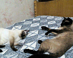 Кошки в Симферополе: Вязка с тайским сиамским котиком., 2 000 руб. - фото 2