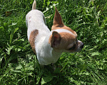 Собаки в Балашихе: Вязка, Бесплатно - фото 2