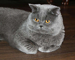 Кошки в Кувшиново: Вязка с Британским опытным котом, 3 000 руб. - фото 4