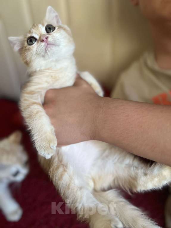 Кошки в Воронеже: Золотой британский мальчишка Мальчик, 30 000 руб. - фото 5