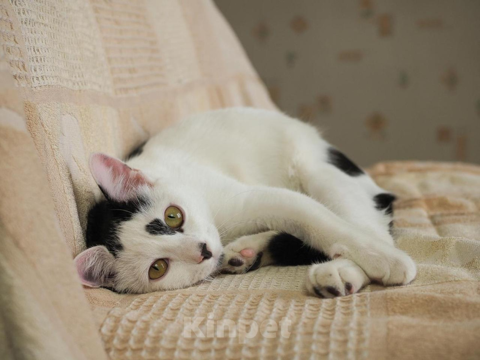 Кошки в Москве: Котенок Ленном ищет дом Мальчик, Бесплатно - фото 6