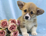Собаки в Москве: Вельш корги пемброк девочка Девочка, 60 000 руб. - фото 2