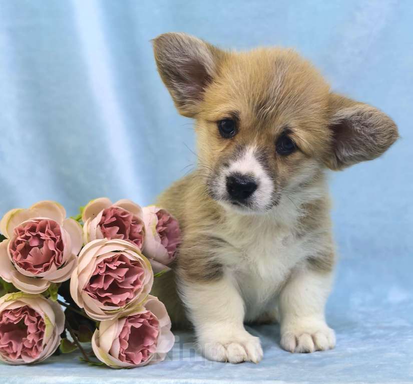 Собаки в Москве: Вельш корги пемброк девочка Девочка, 60 000 руб. - фото 2