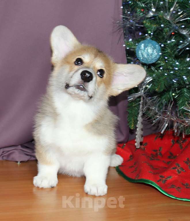 Собаки в Санкт-Петербурге: Корги пемброк девочка  Девочка, 80 000 руб. - фото 4