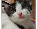 Кошки в Стерлитамаке: МЫШЕЛОВЫ КОТЯТА Мальчик, 1 руб. - фото 2