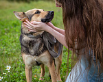 Собаки в Солнечногорске: Умненькая девочка в добрые руки Девочка, Бесплатно - фото 7