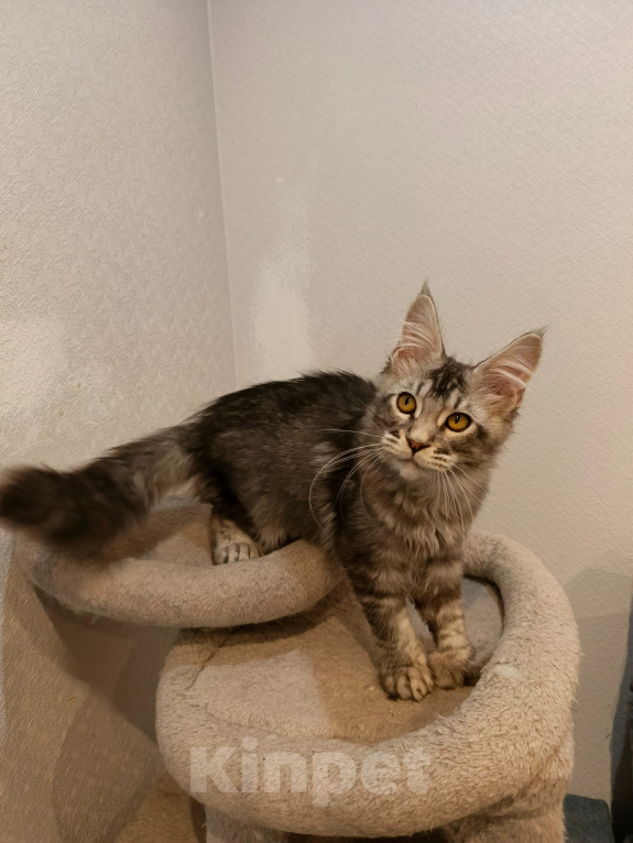 Кошки в Санкт-Петербурге: Котенок мейн-кун полидакт Мальчик, 60 000 руб. - фото 2