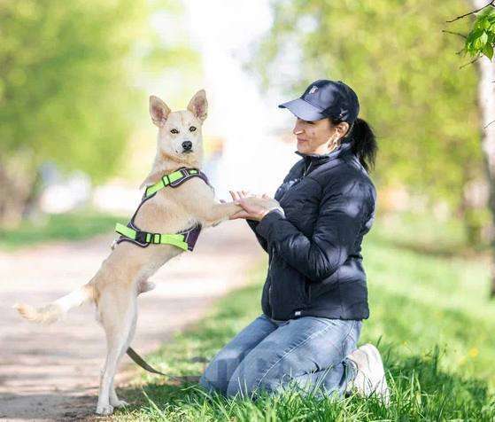 Собаки в Москве: Бельчик из приюта ищет дом Мальчик, Бесплатно - фото 2
