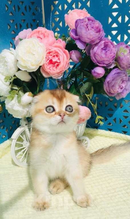 Кошки в Санкт-Петербурге: золотой мальчик Мальчик, 40 000 руб. - фото 2