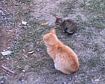 Кошки в Волгограде: Котятки и их мама Девочка, Бесплатно - фото 3