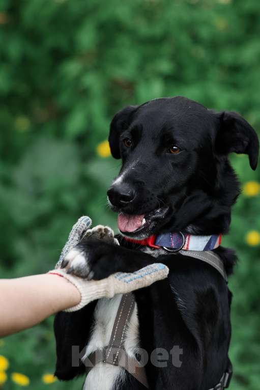 Собаки в Москве: Прекрасная Руби живет в приюте и ищет дом! Девочка, Бесплатно - фото 6