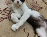 Кошки в Казани: Котенок в добрые руки Девочка, 10 руб. - фото 2
