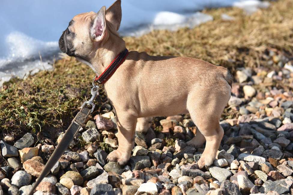 Собаки в Москве: Девочка палевая Девочка, 40 000 руб. - фото 7