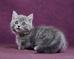Кошки в Барнауле: Котик Юрий💟 Мальчик, Бесплатно - фото 5
