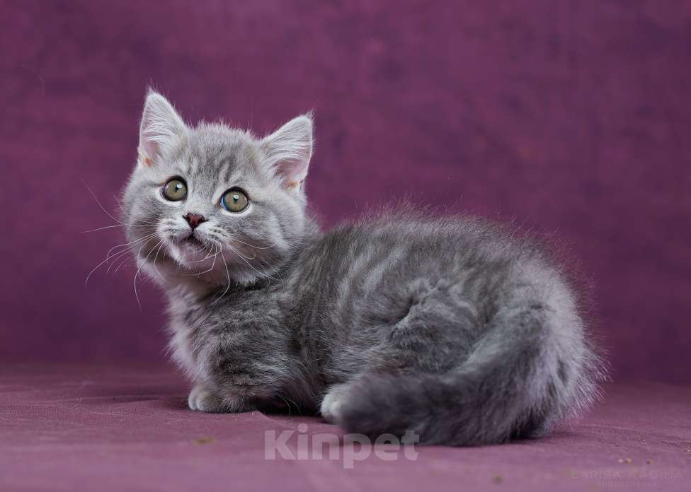 Кошки в Барнауле: Котик Юрий💟 Мальчик, Бесплатно - фото 5