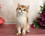 Кошки в Донецке: Британский короткошерстный котенок BRI ny 12 boy Мальчик, 40 000 руб. - фото 1