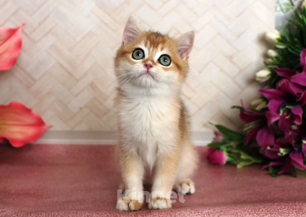 Кошки в Донецке: Британский короткошерстный котенок BRI ny 12 boy Мальчик, 40 000 руб. - фото 1