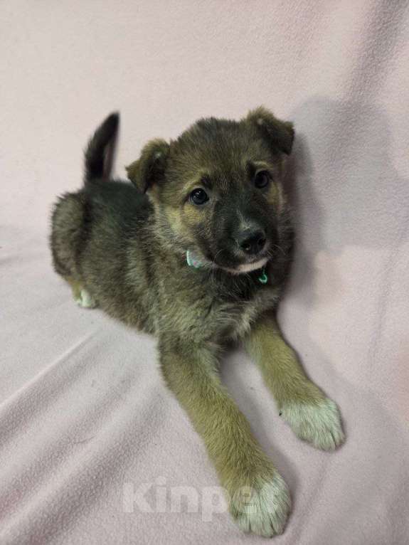 Собаки в Москве: Самая милая щенуля в мире Девочка, Бесплатно - фото 1